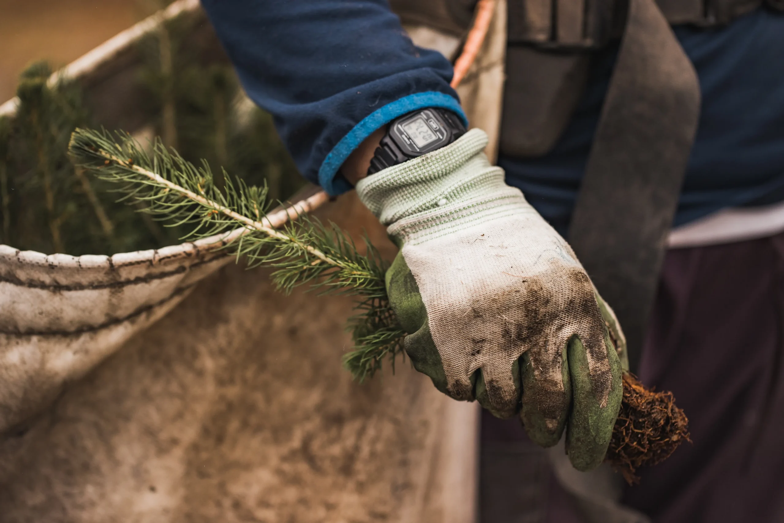 Tree planting in the Nicola Valley through the Sasquatch × veritree partnership