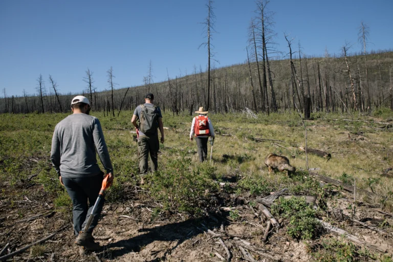 Nicola Valley post-wildfire tree planting funded by Sasquatch Heat Pumps through veritree
