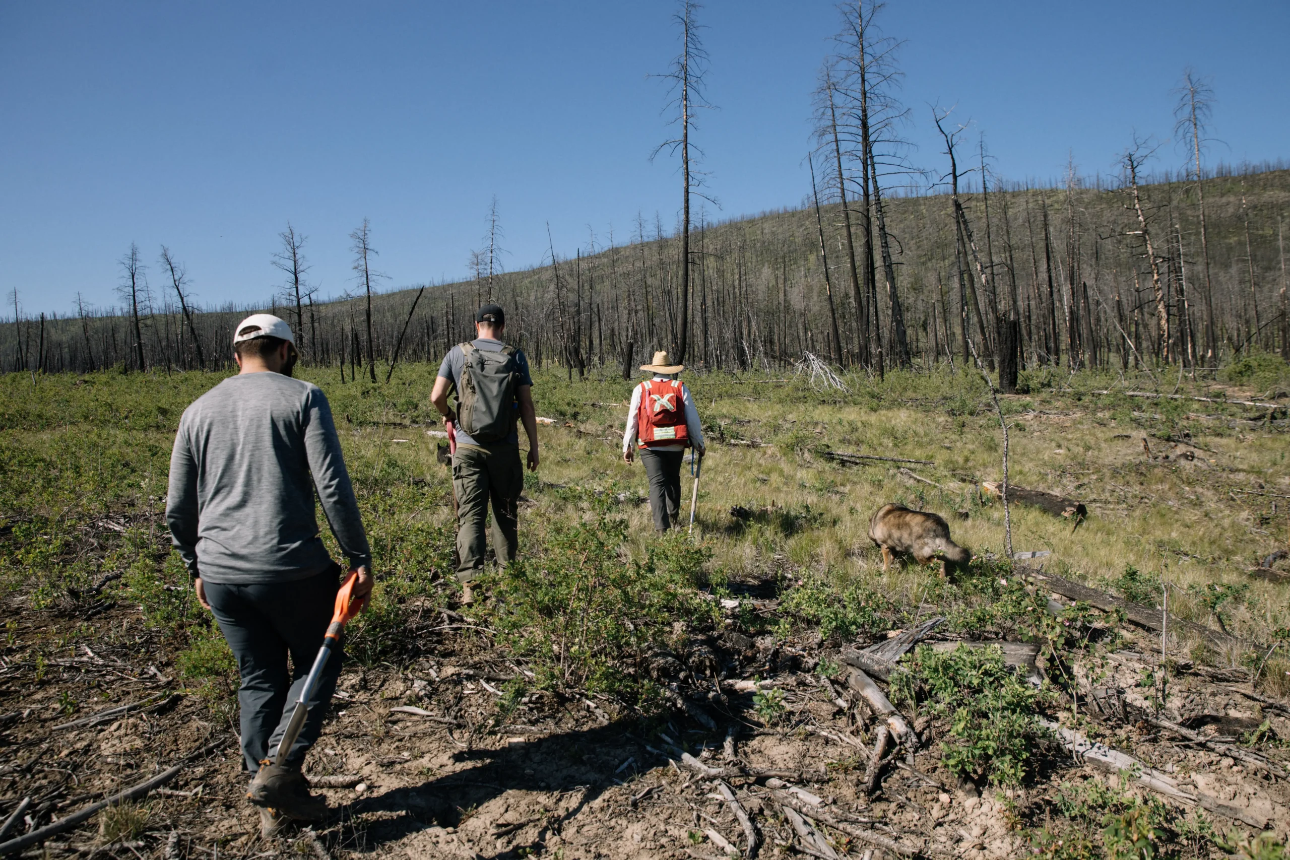 Nicola Valley post-wildfire tree planting funded by Sasquatch Heat Pumps through veritree
