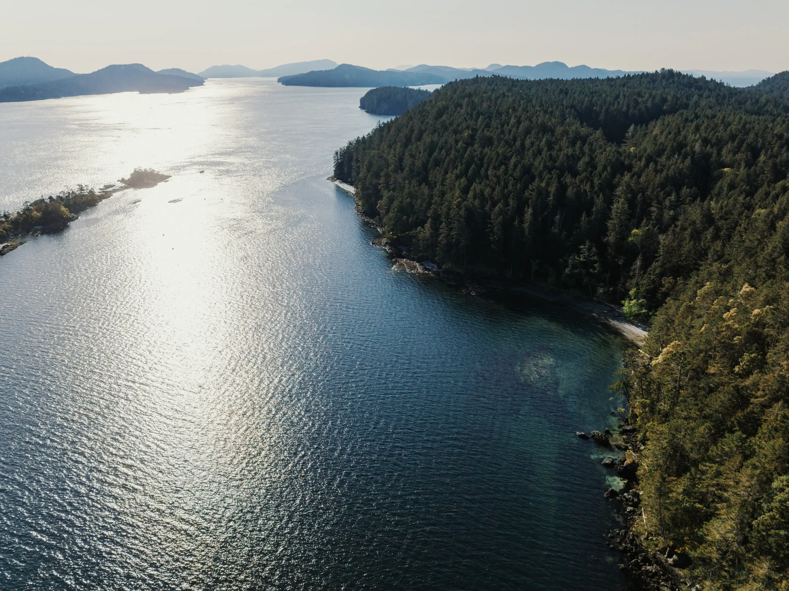 veritree kelp planting along the BC coast, funded by the Sasquatch × veritree partnership
