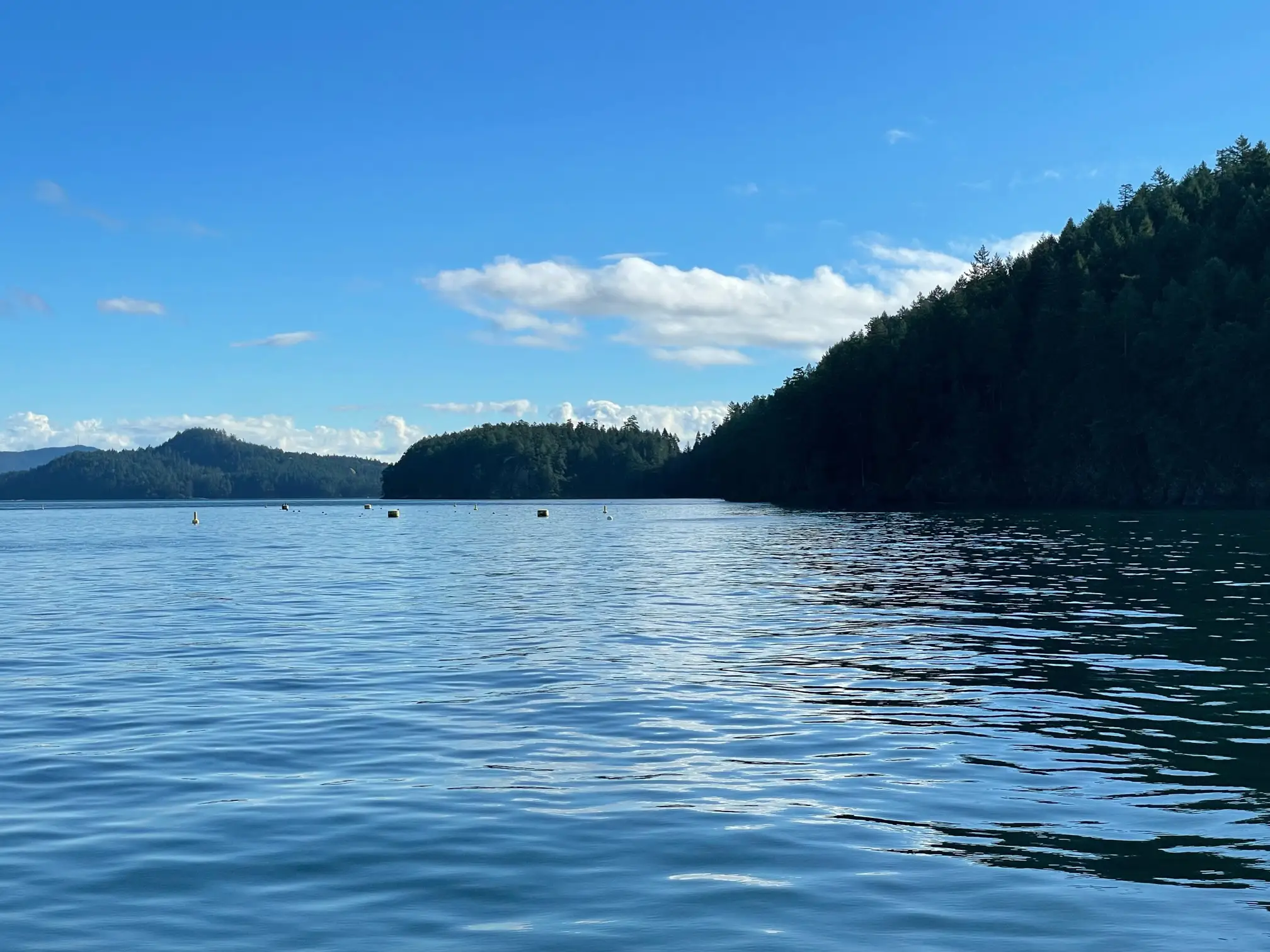 veritree tree-planting site on Prevost Island, BC — funded by Sasquatch Heat Pumps